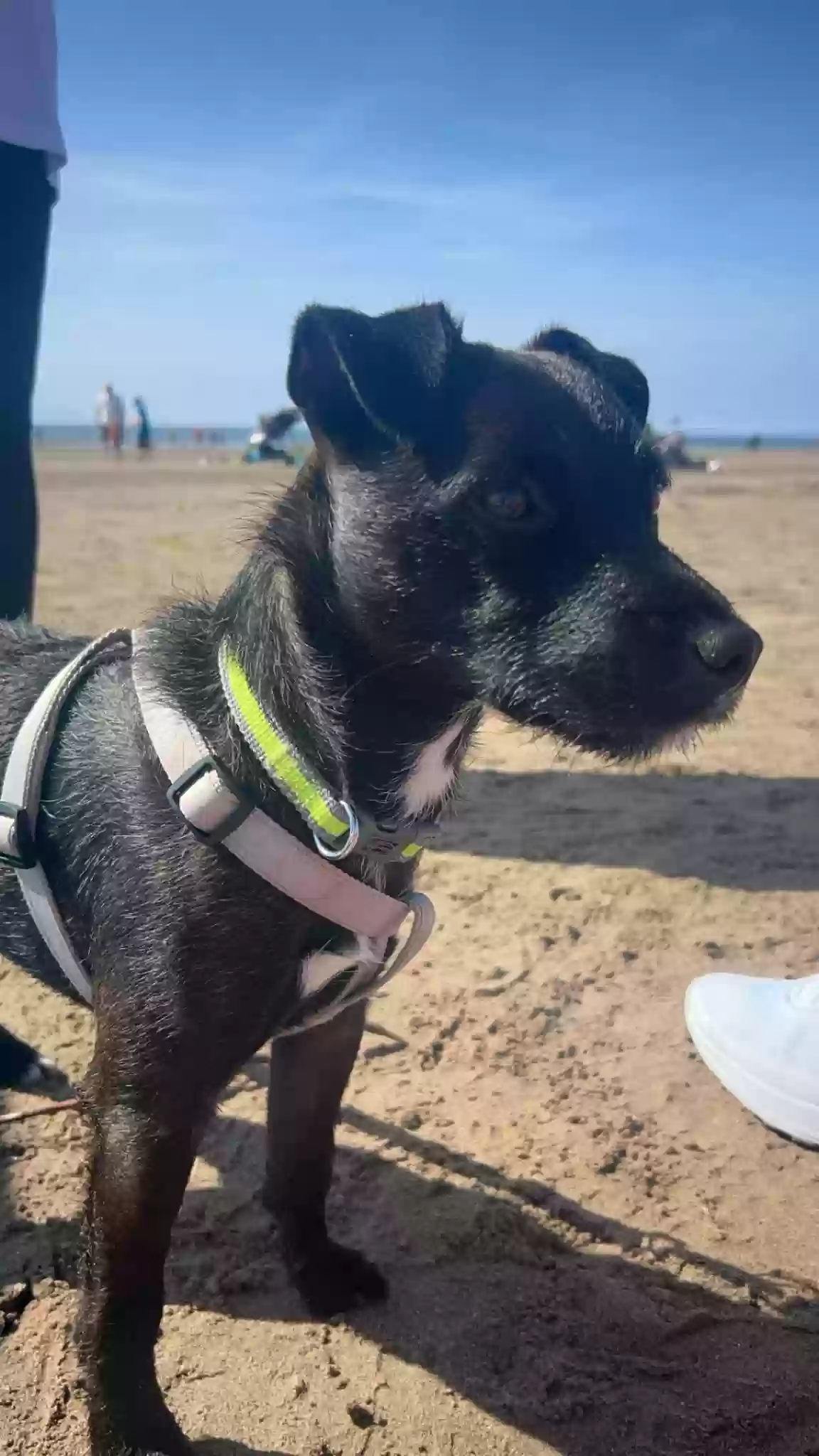 adoptable Dog in Glasgow,Scotland named Hugo