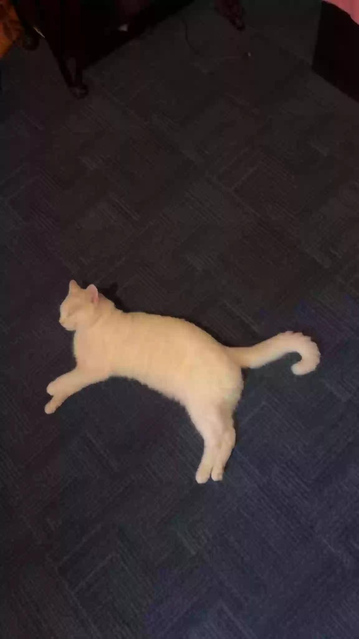 adoptable Cat in London,England named Simba