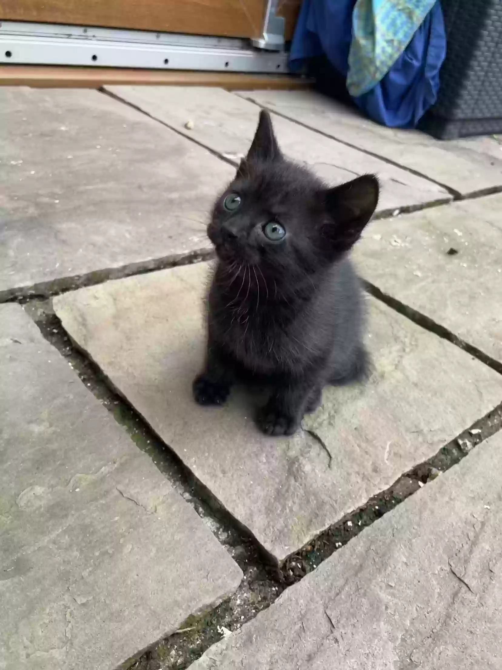 adoptable Cat in London,England named Kitty