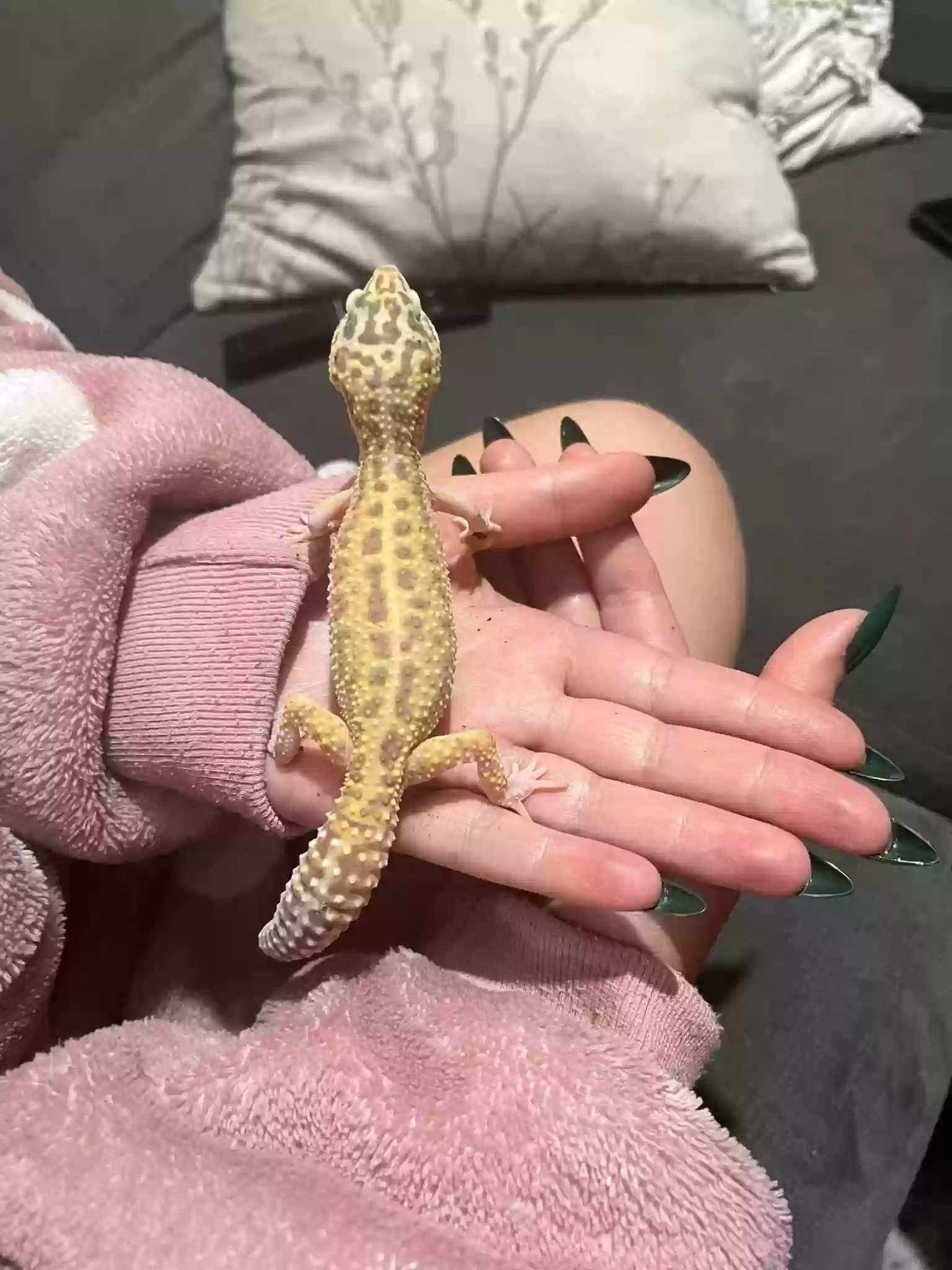 adoptable Reptile in Salisbury,England named Peaches