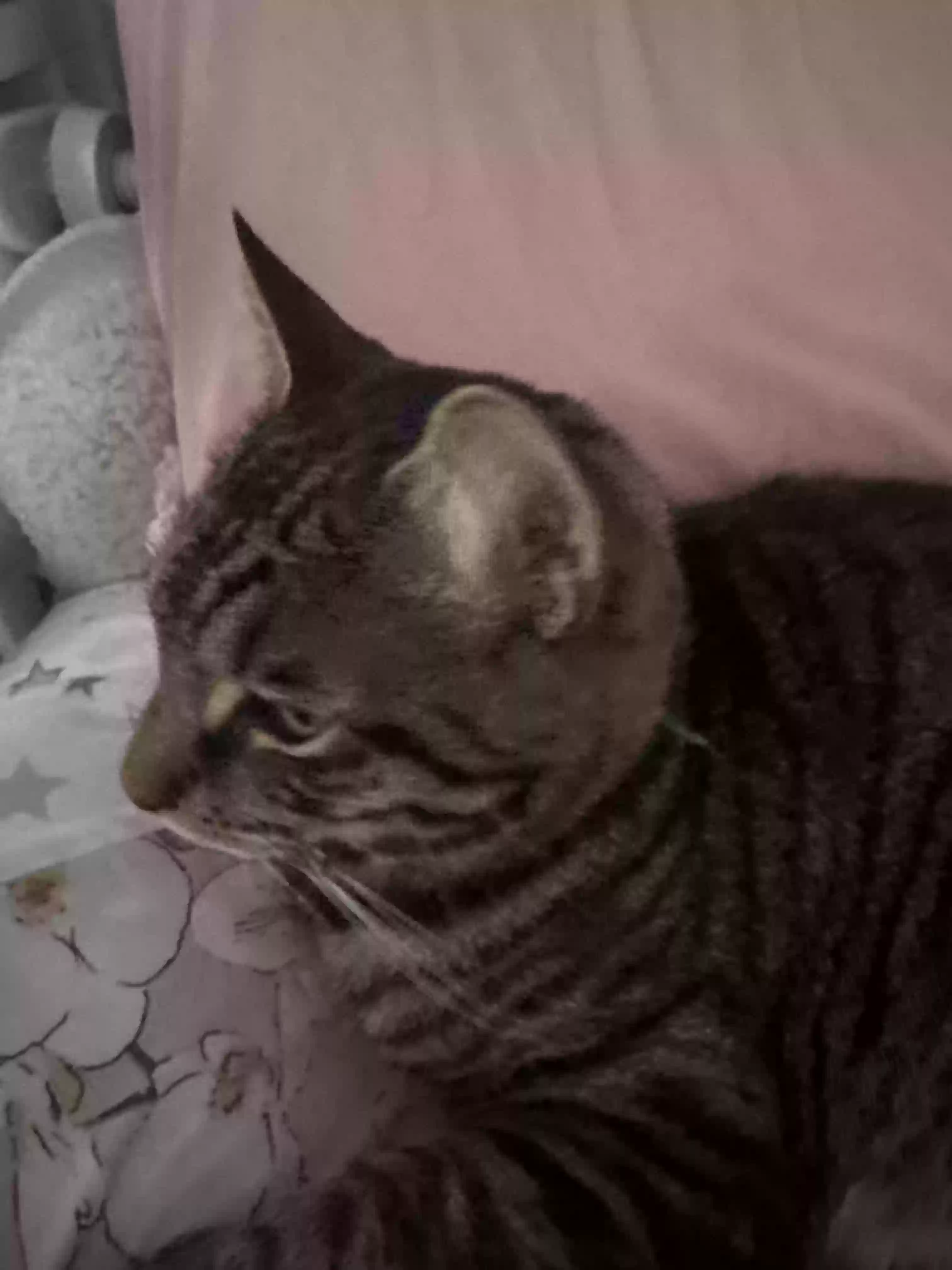 adoptable Cat in Portsmouth,England named bruno