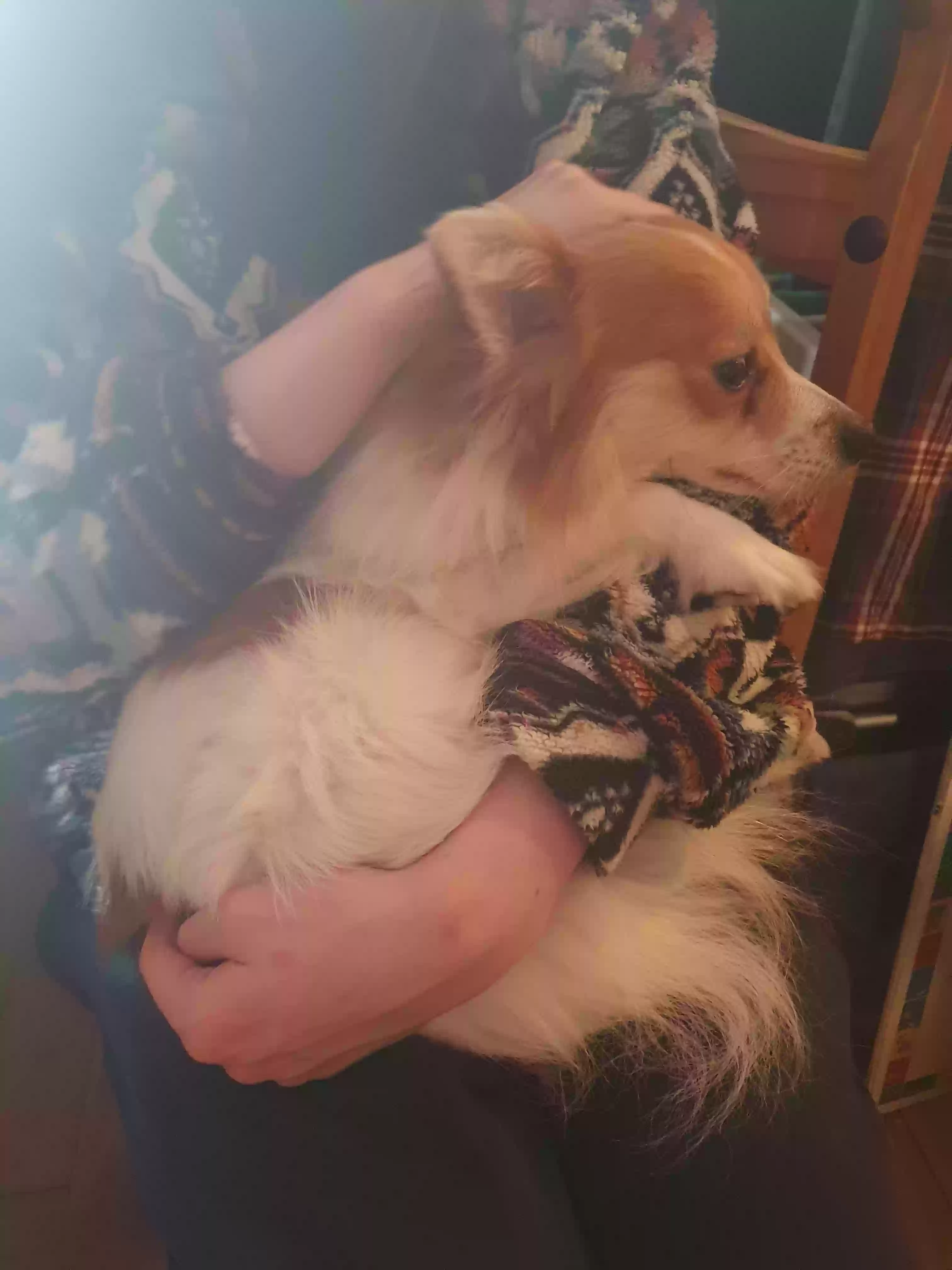 adoptable Dog in Newcastle Upon Tyne,England named Robbie