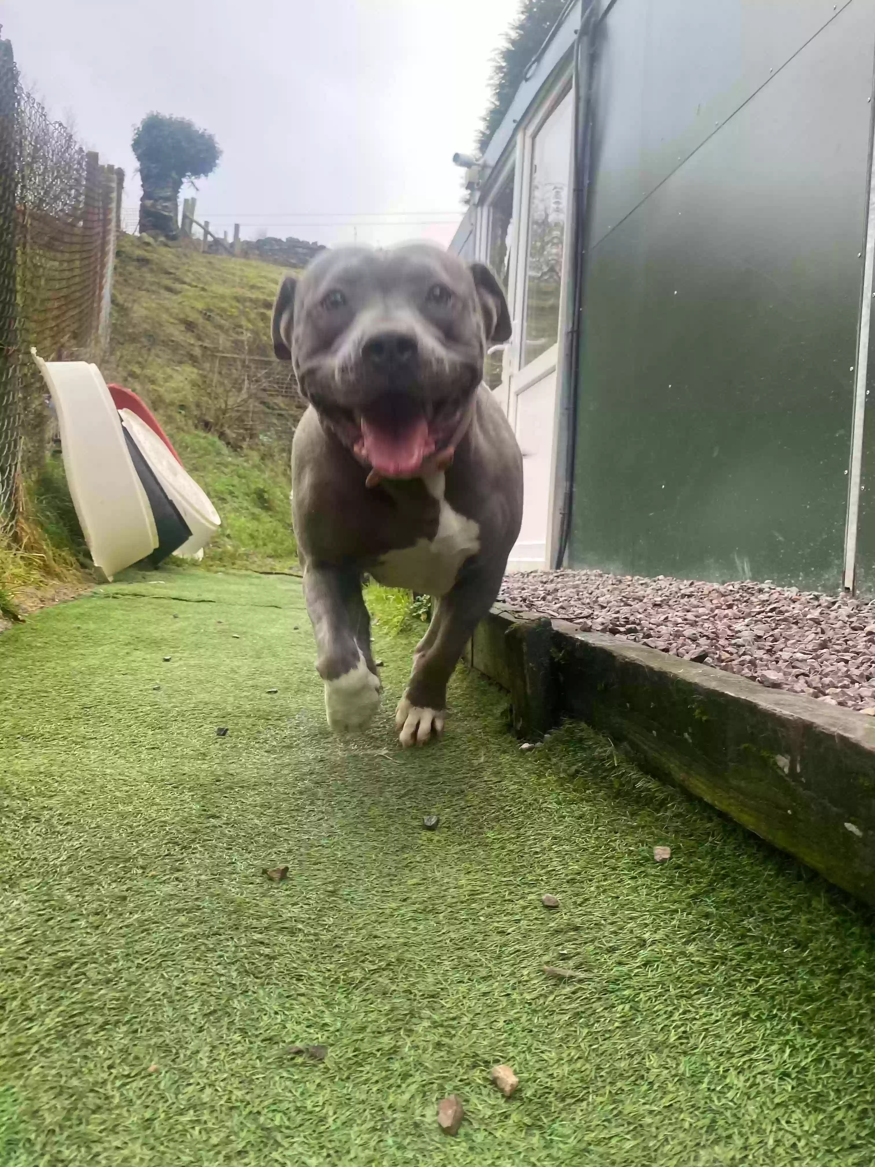 adoptable Dog in Newport,Wales named Sky