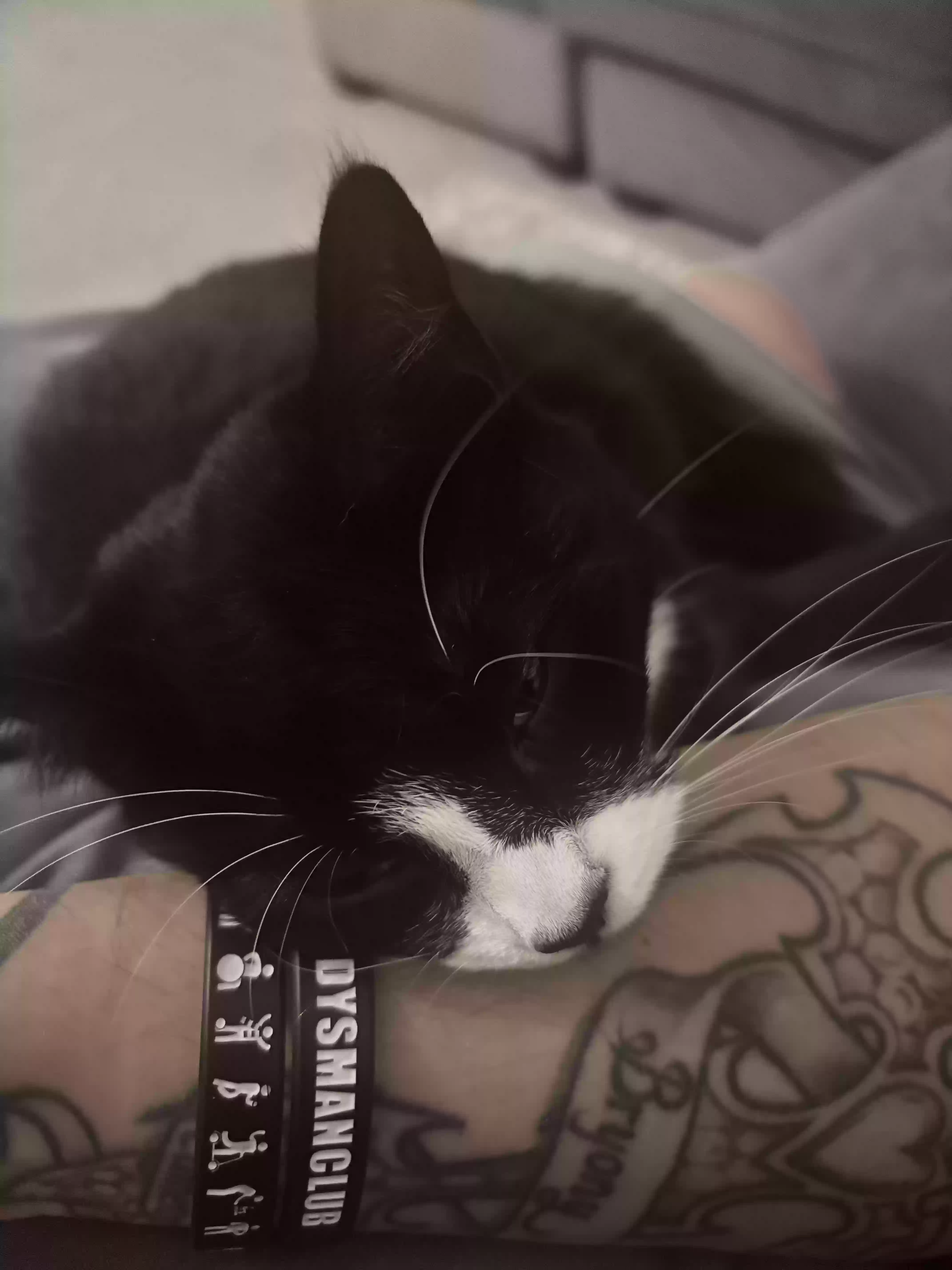 adoptable Cat in Portsmouth,England named Baby