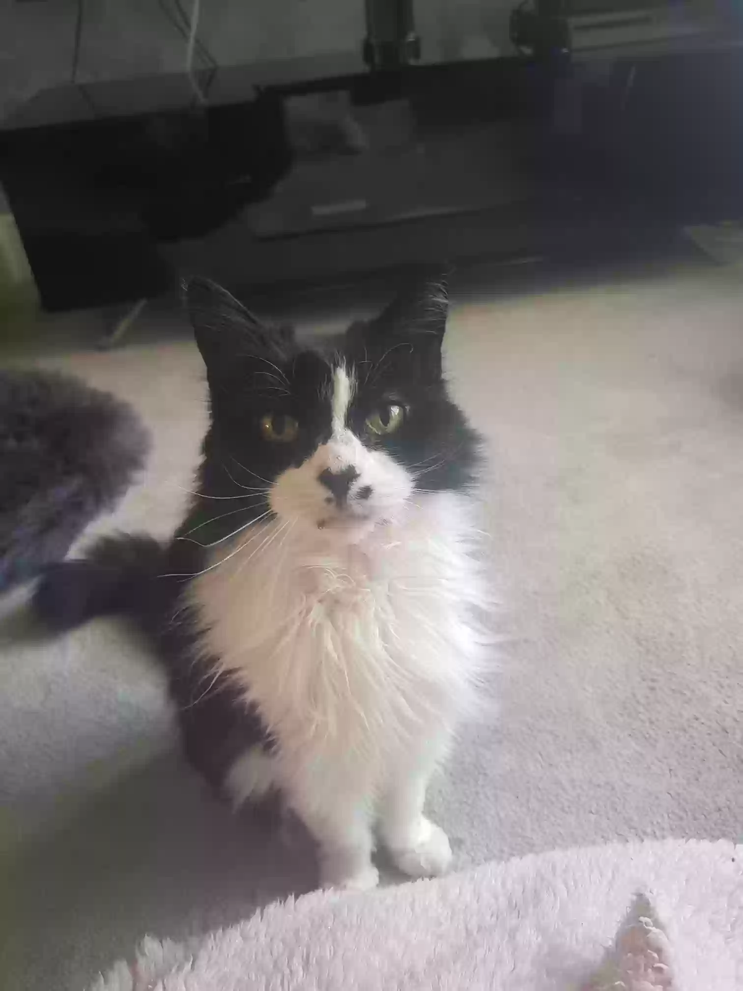adoptable Cat in Portsmouth,England named Uno