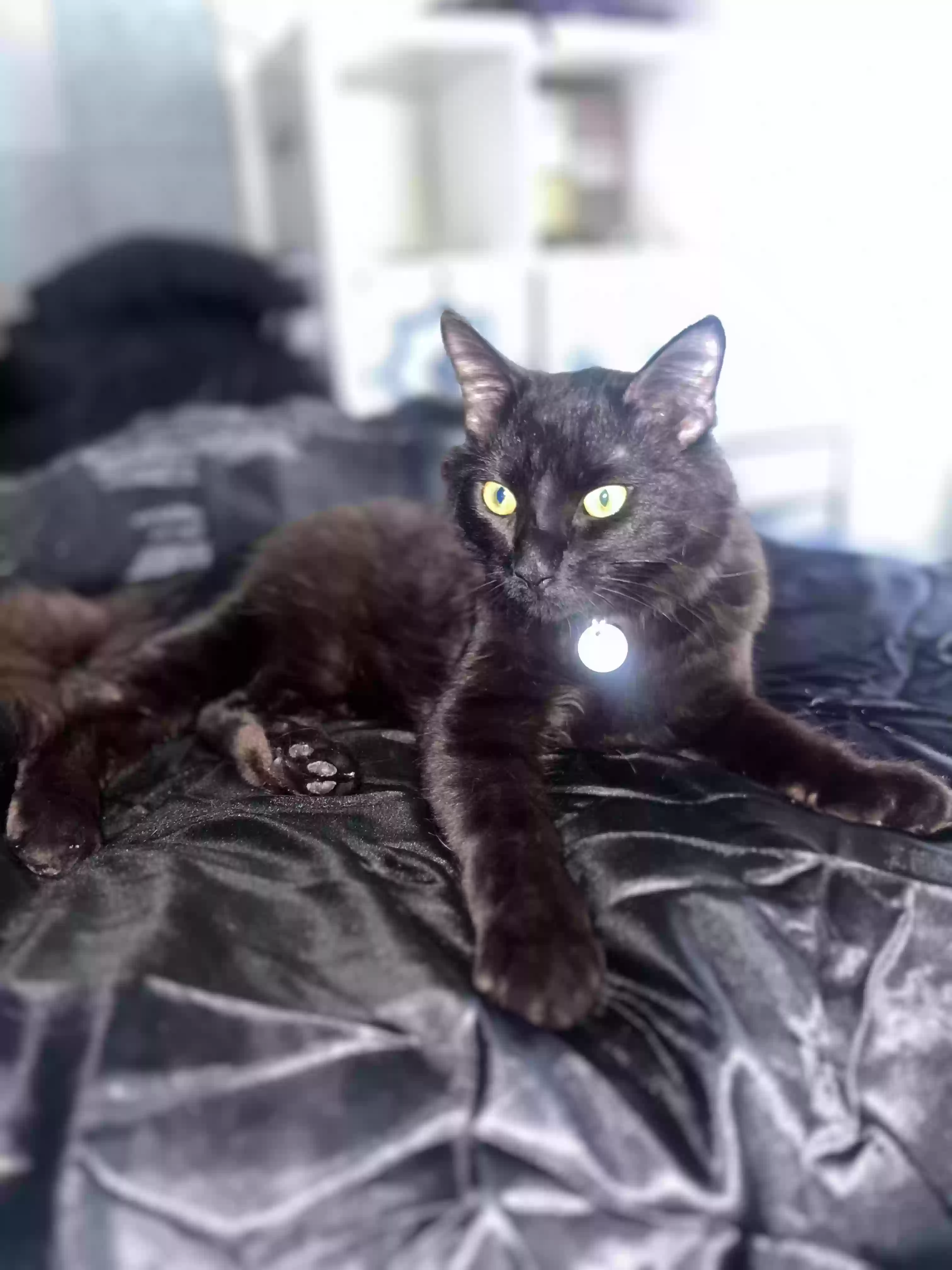 adoptable Cat in London,England named Aries