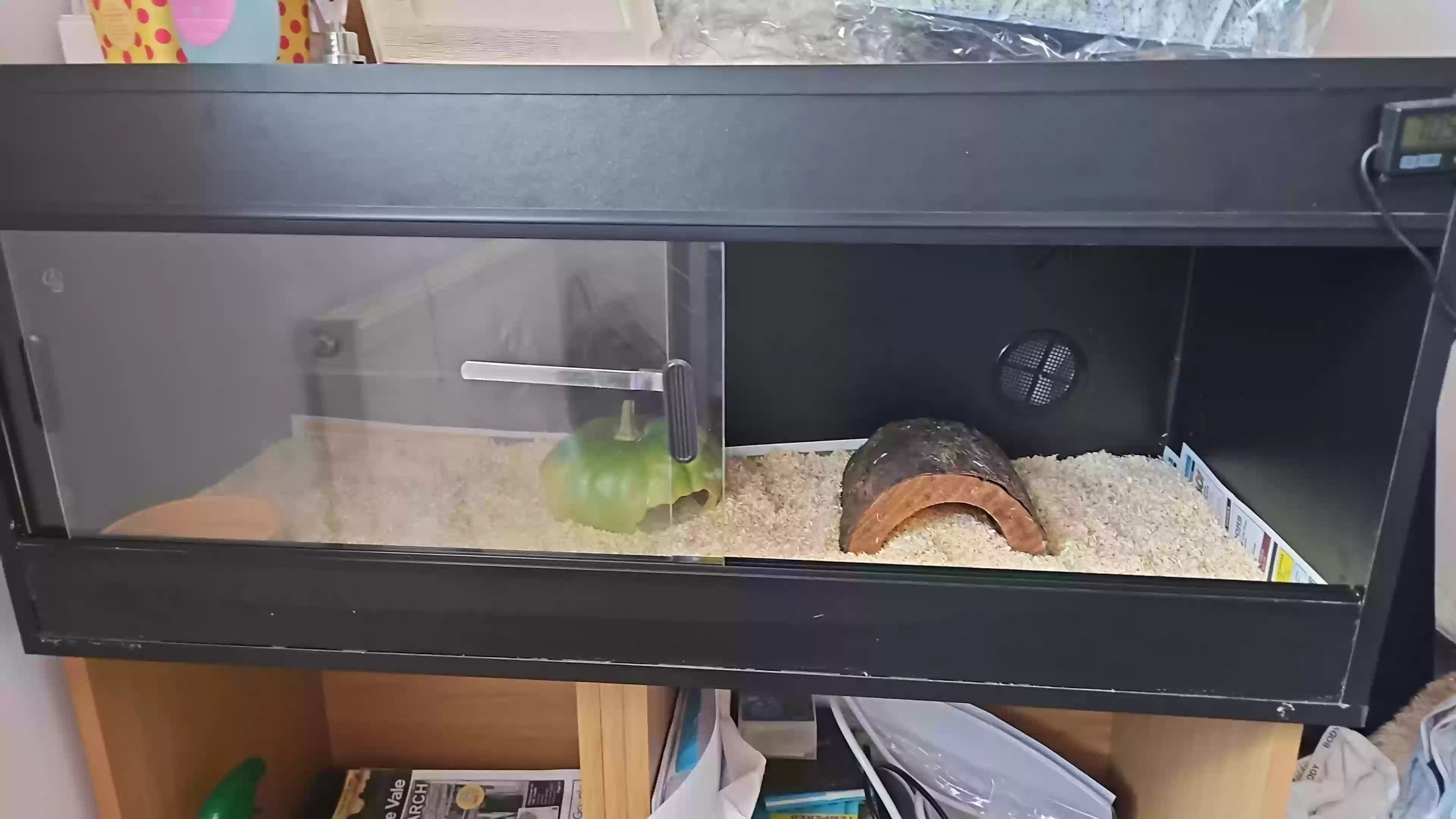 adoptable Reptile in Salisbury,England named Rio