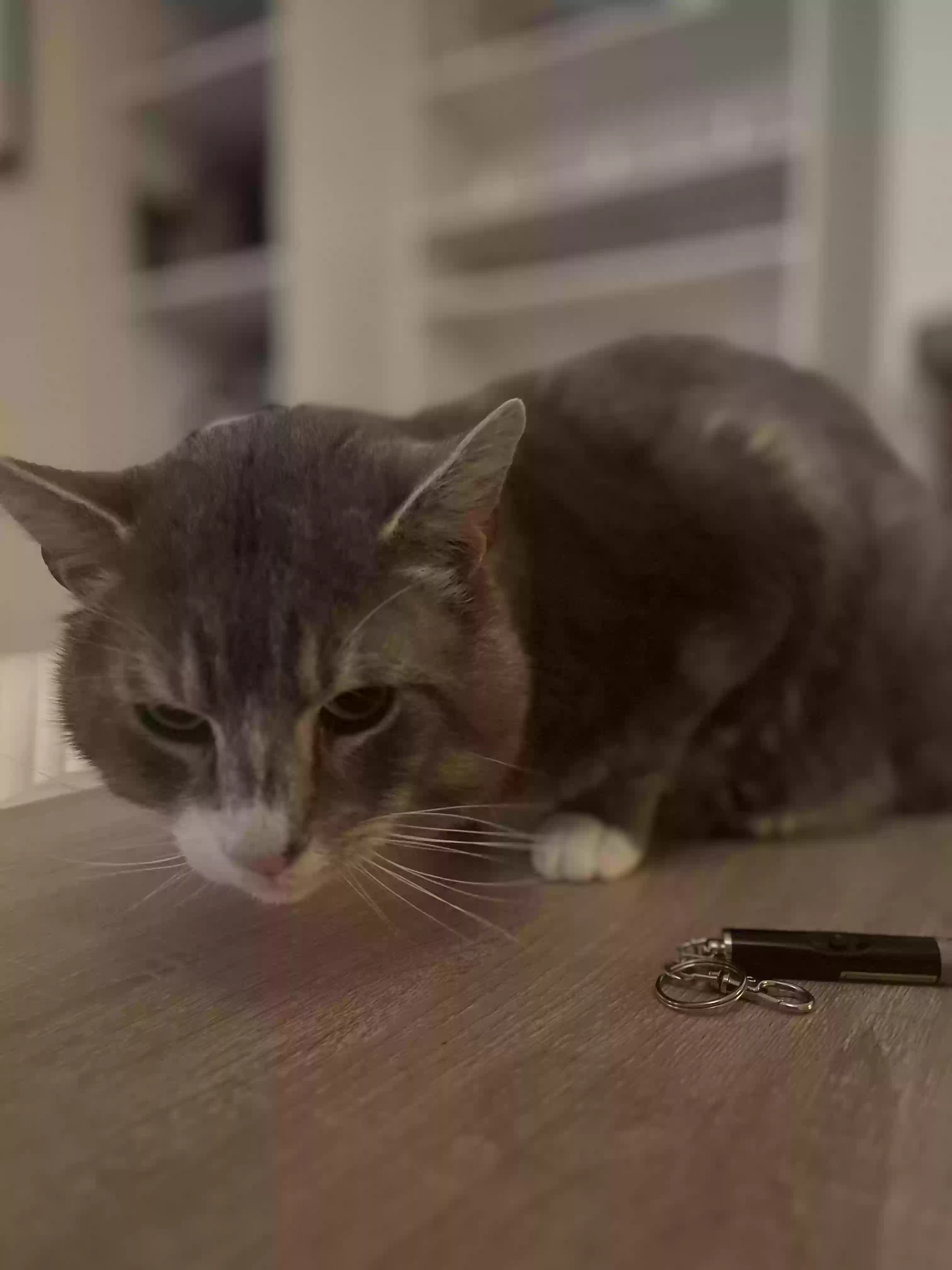 adoptable Cat in Portsmouth,England named Gandalf