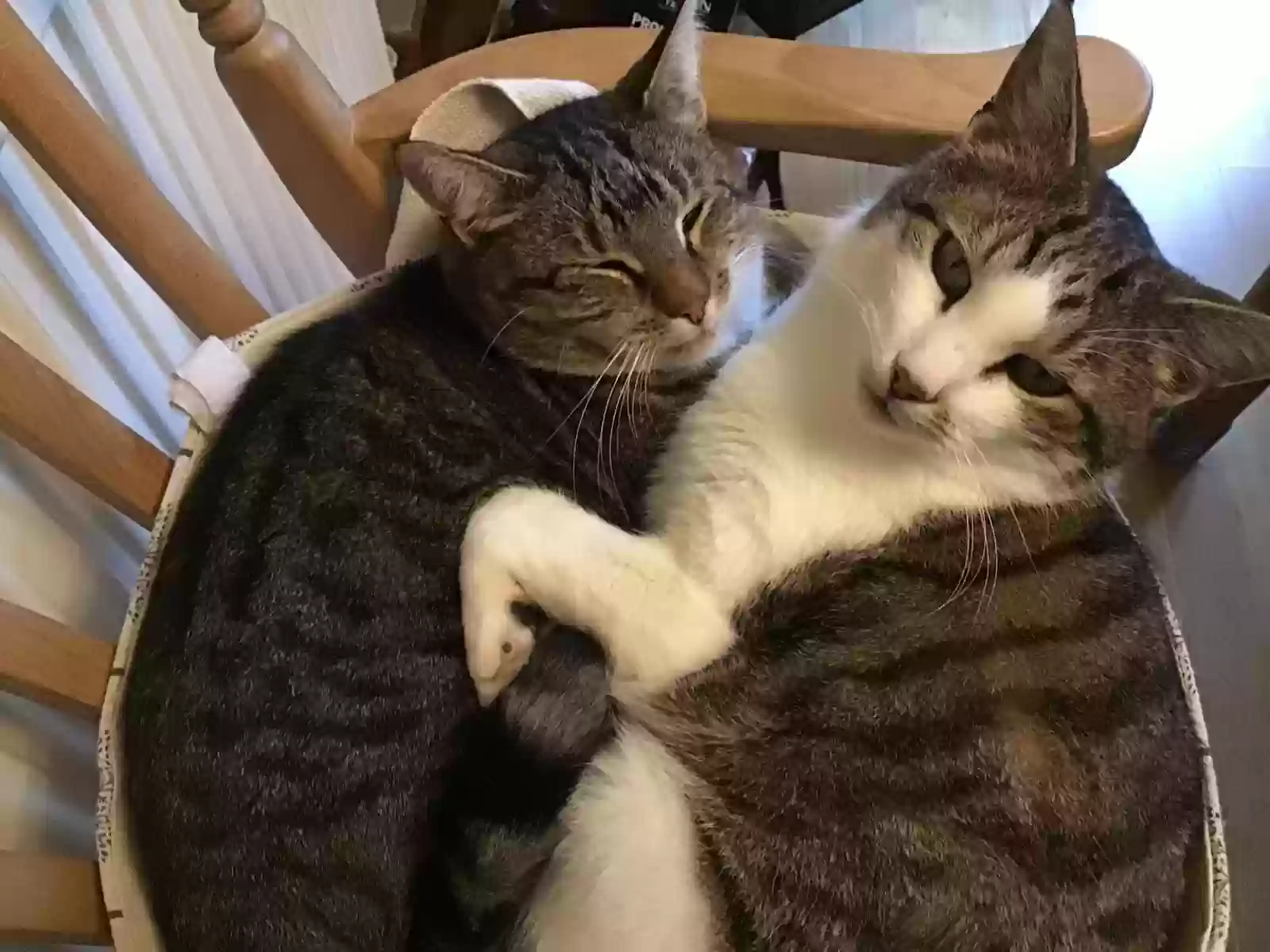 adoptable Cat in Glasgow,Scotland named Bonnie