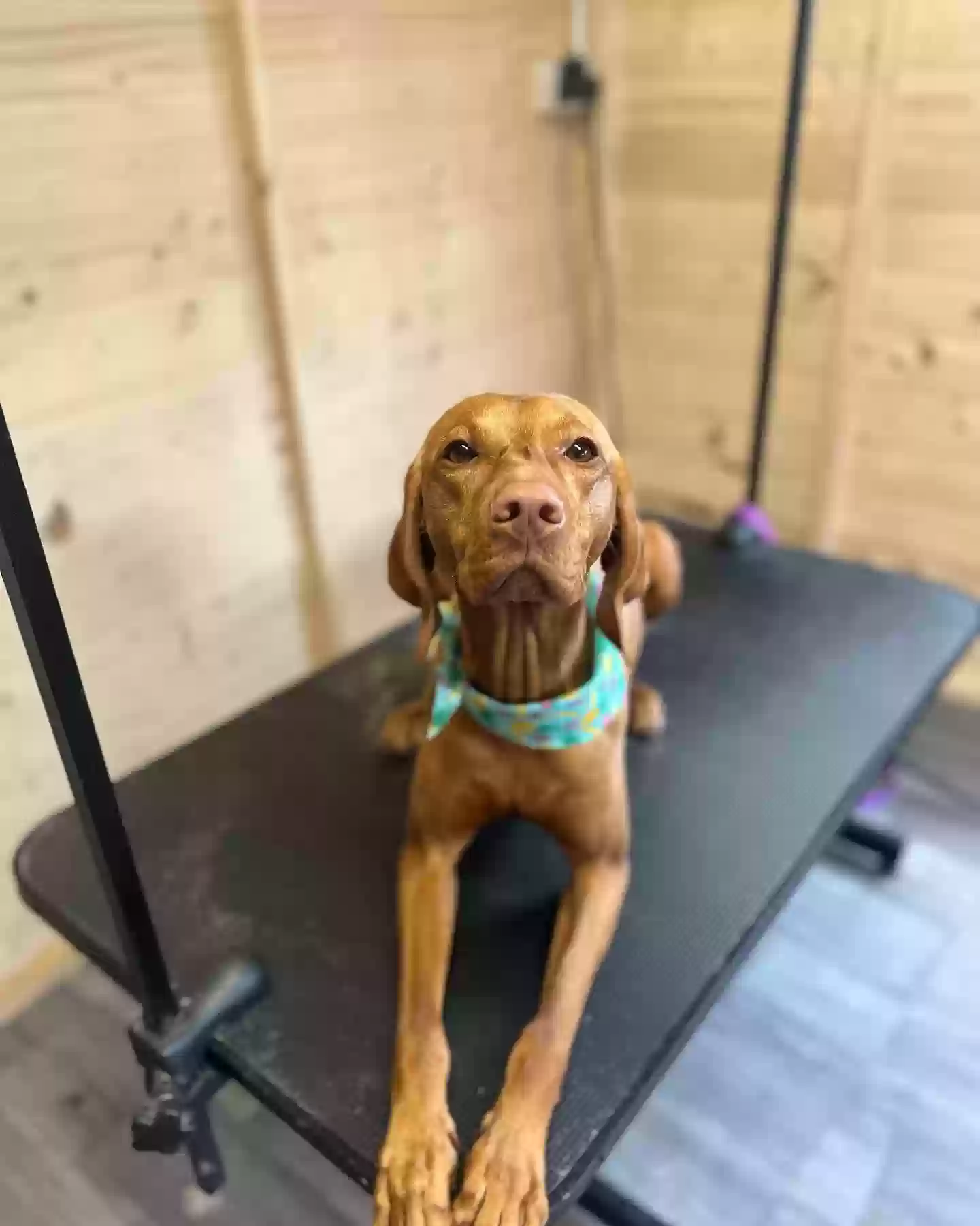 adoptable Dog in Belfast,Northern Ireland named 