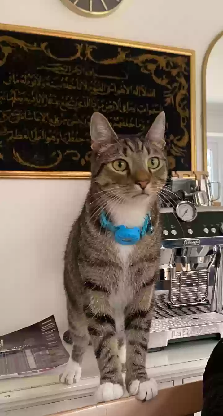 adoptable Cat in Portsmouth,England named Jack