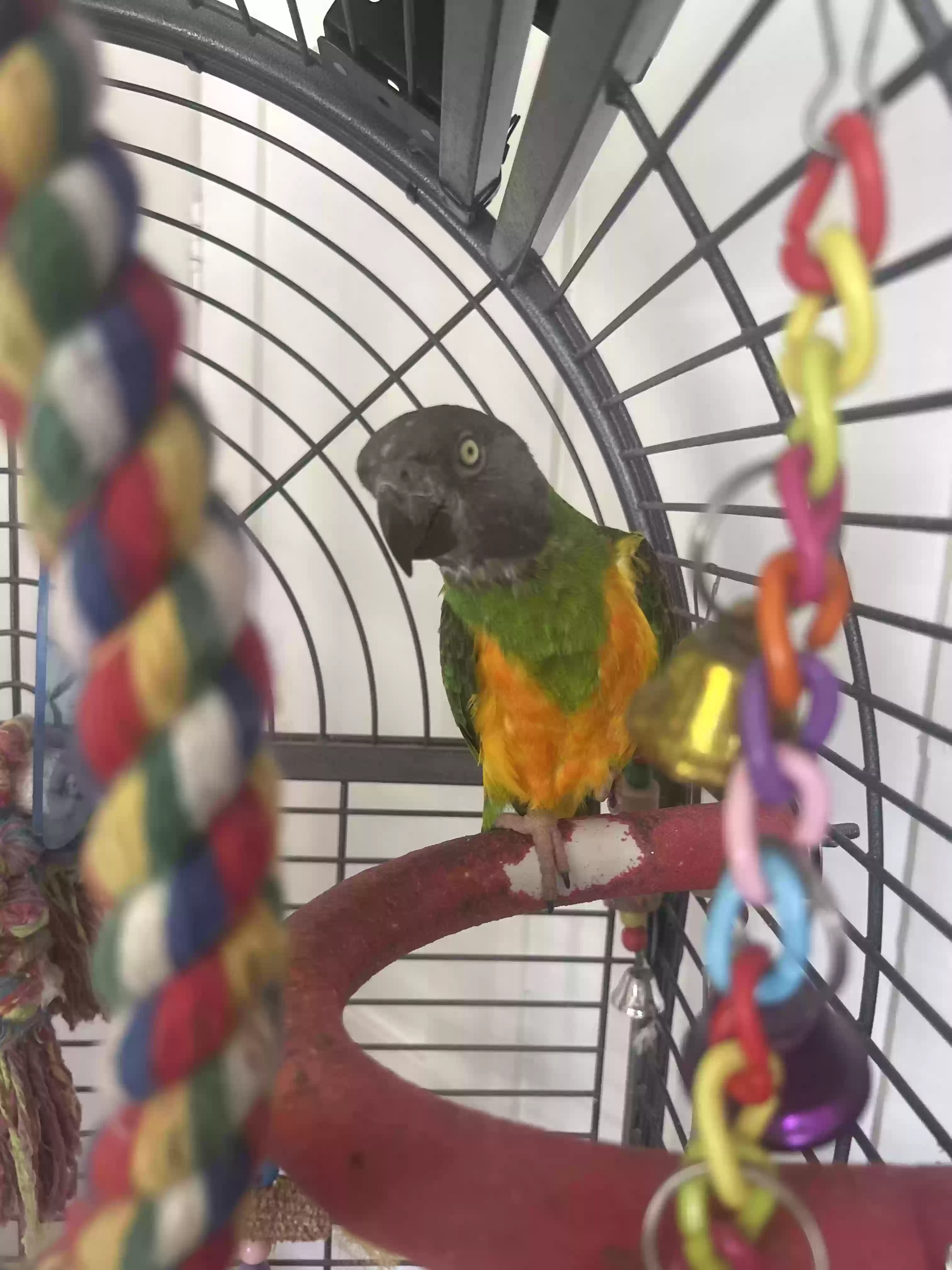 adoptable Bird in Gloucester,England named Max