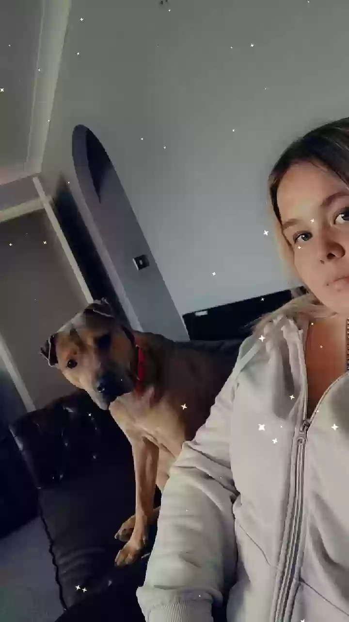 adoptable Dog in Durham,England named