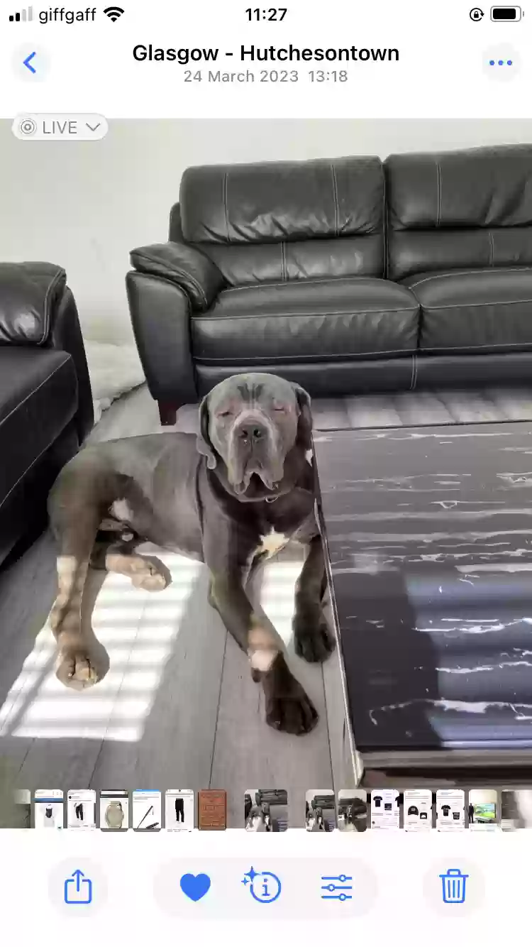 adoptable Dog in Glasgow,Scotland named Copland