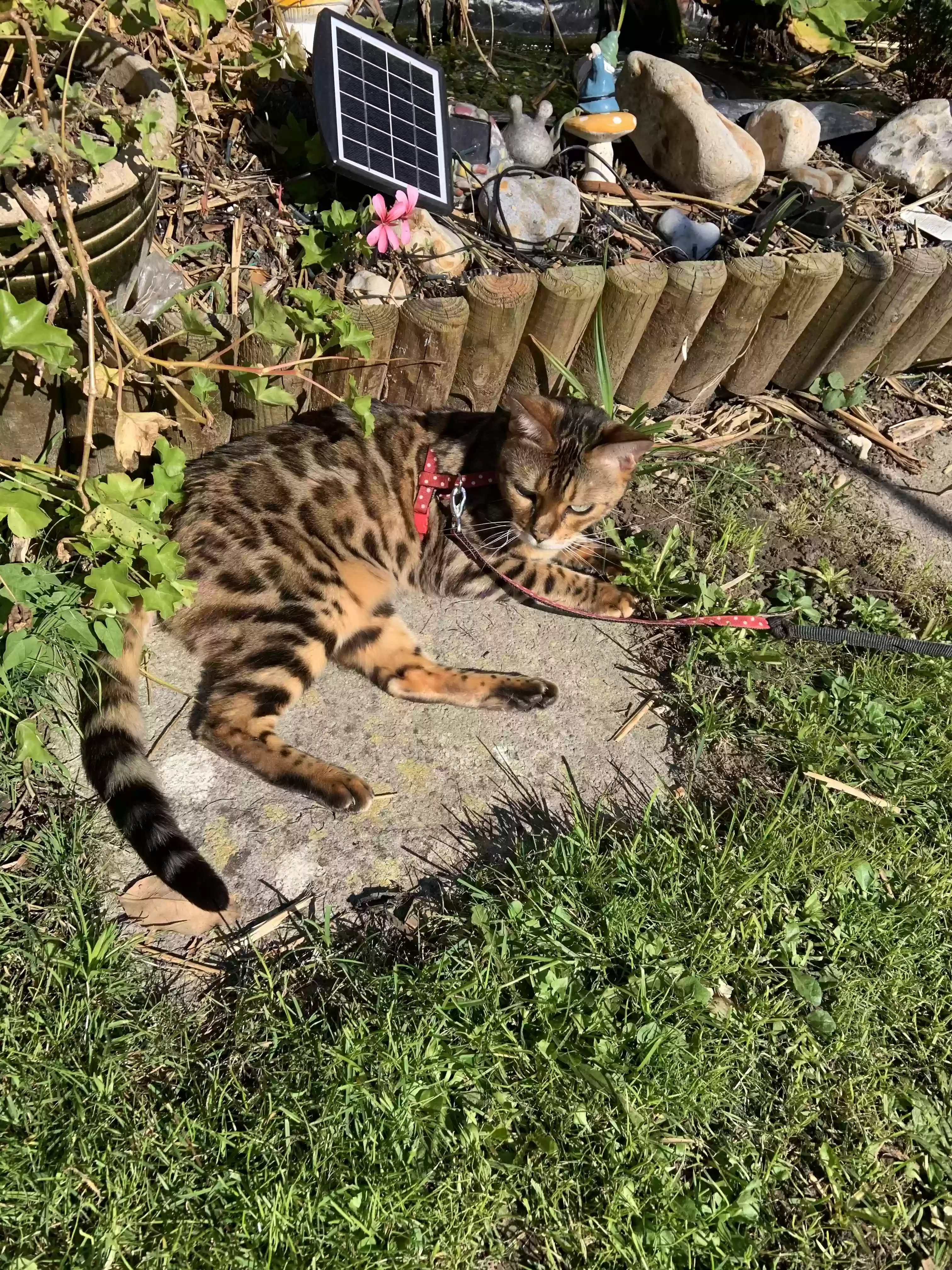 adoptable Cat in Portsmouth,England named Lily