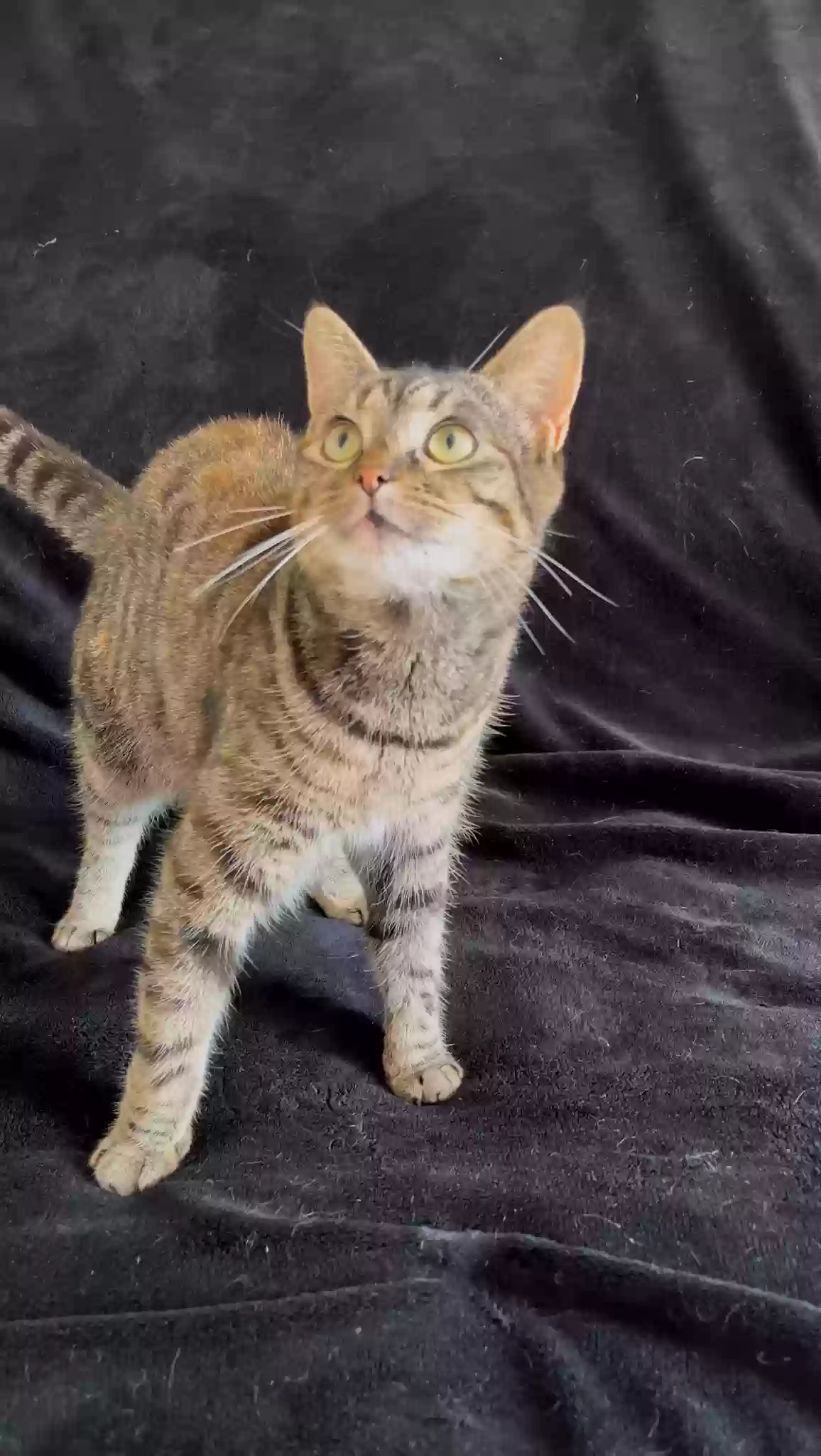 adoptable Cat in Manchester,England named Zara