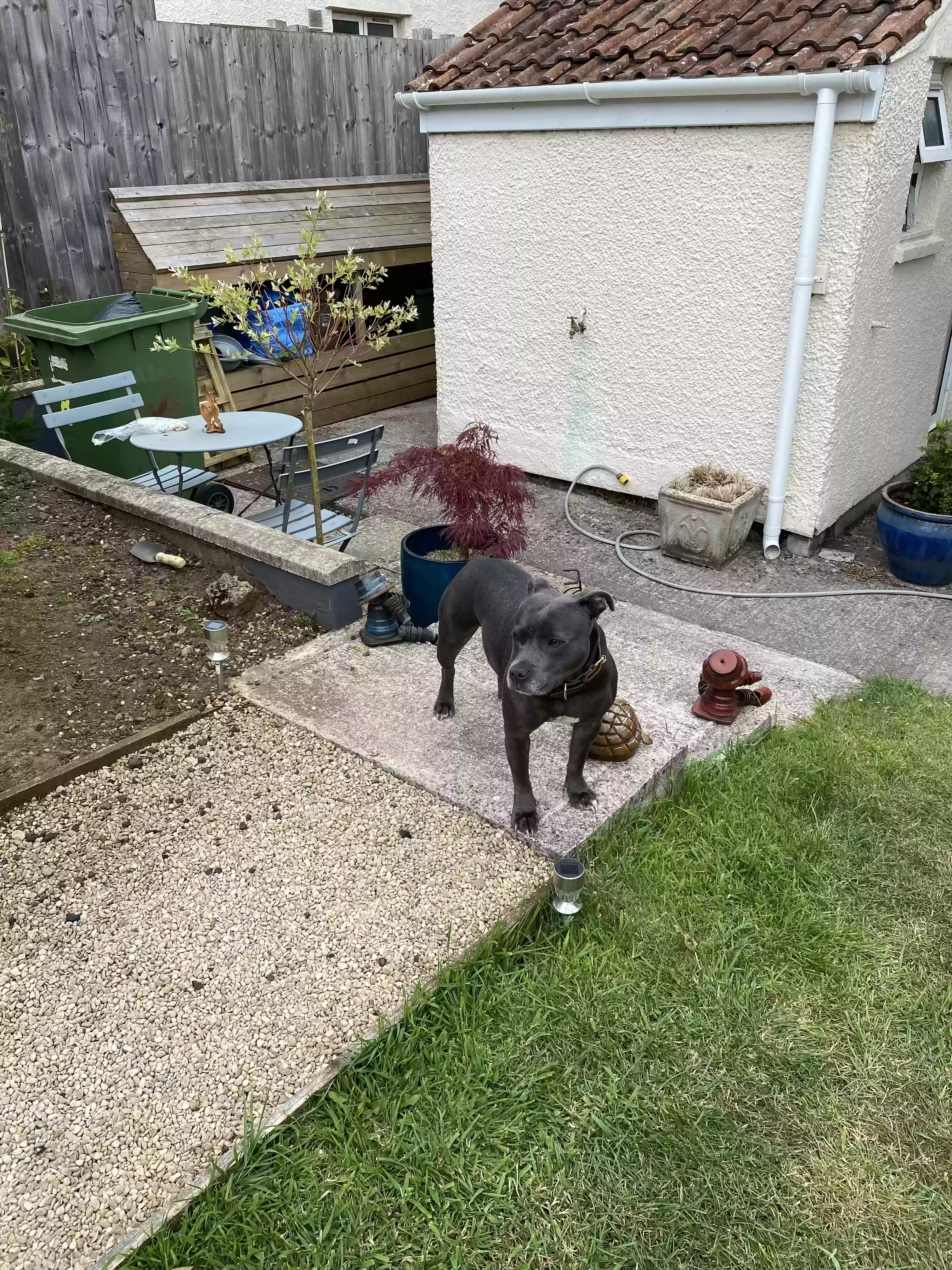 adoptable Dog in Bath,England named Lexi