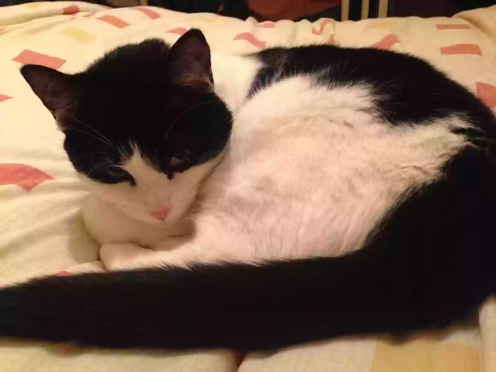 adoptable Cat in Manchester,England named JESSIE