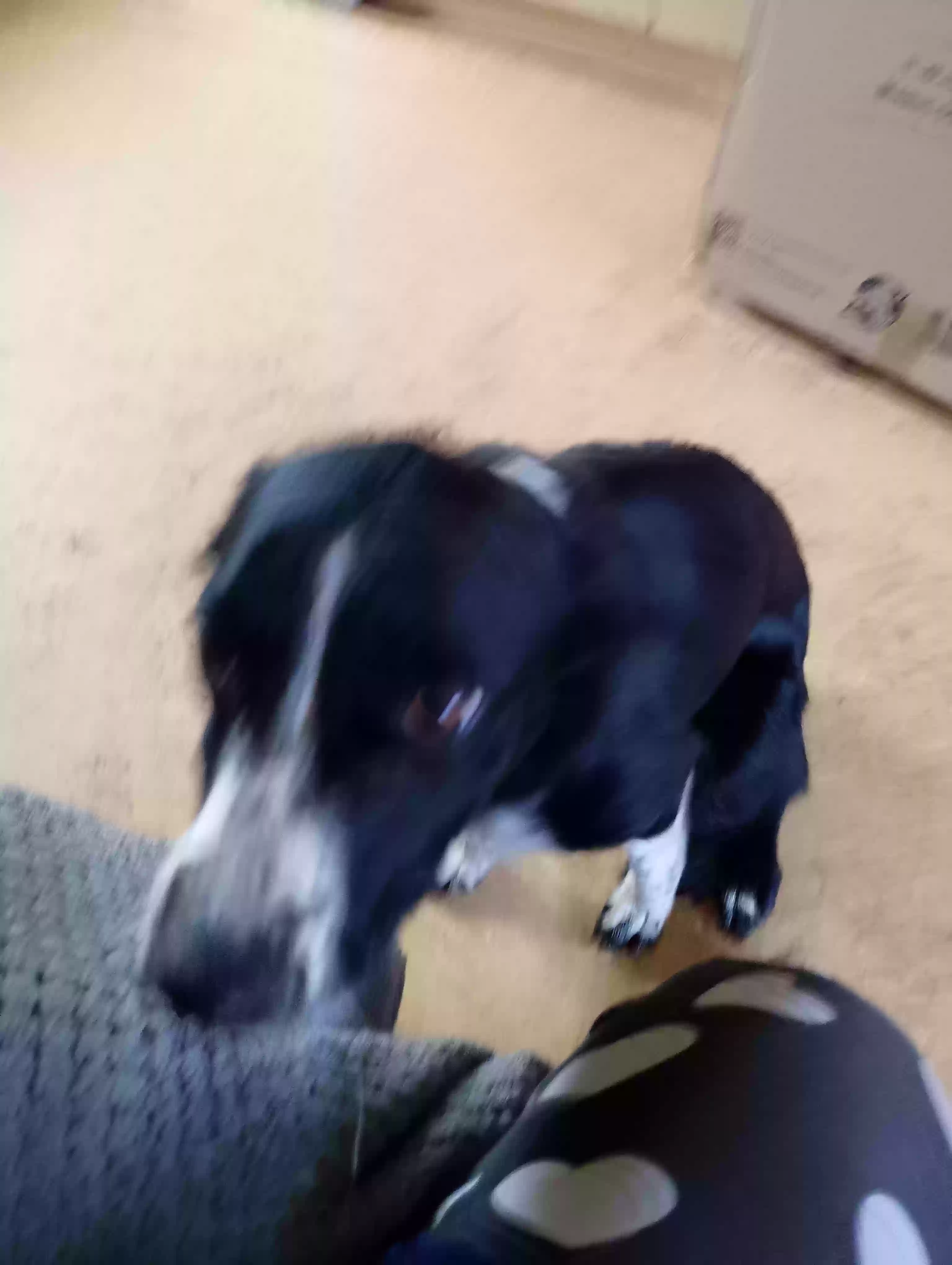 adoptable Dog in Glasgow,Scotland named Judy
