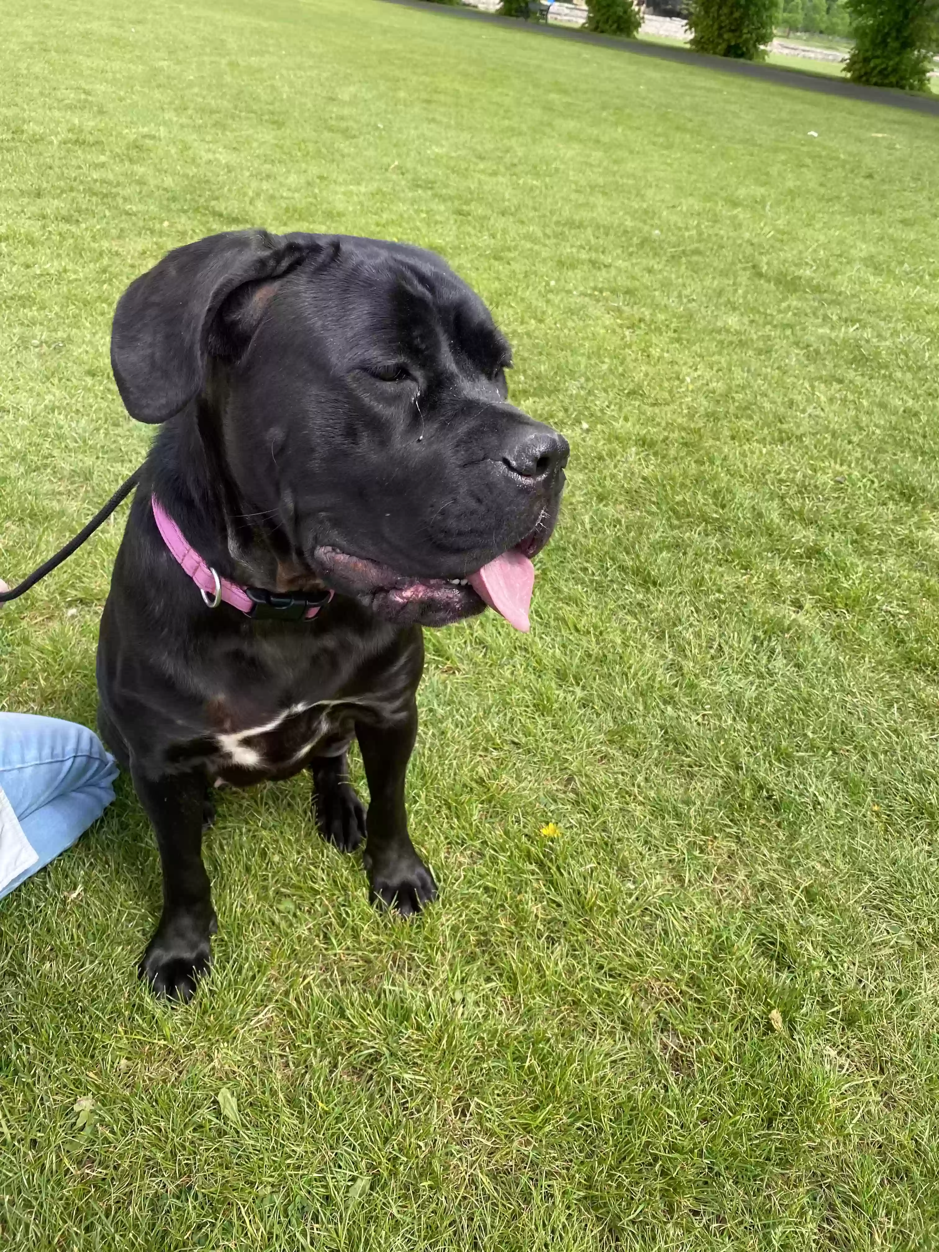 adoptable Dog in Leicester,England named Denver