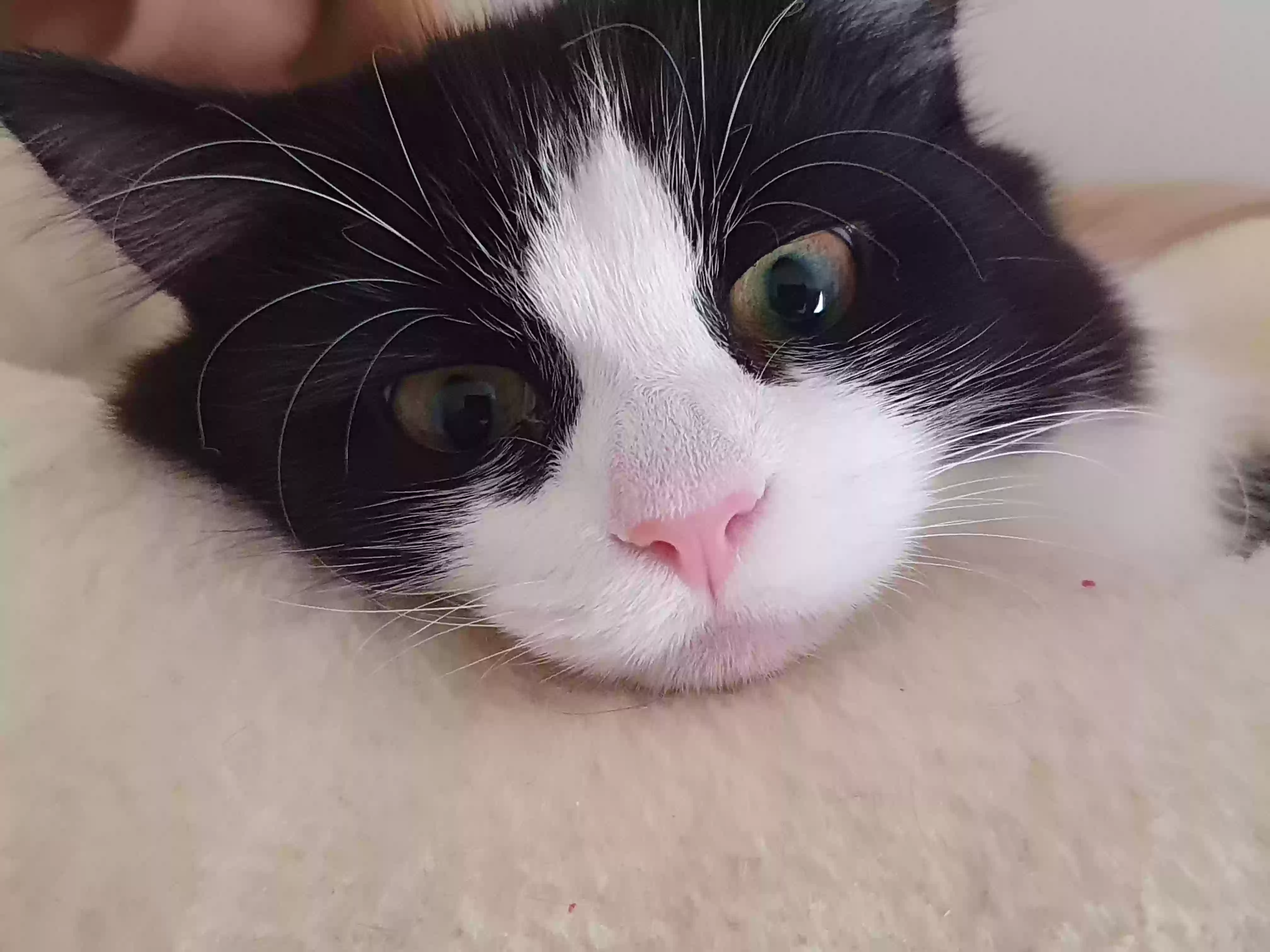 adoptable Cat in Newcastle Upon Tyne,England named Blink and masrmellow