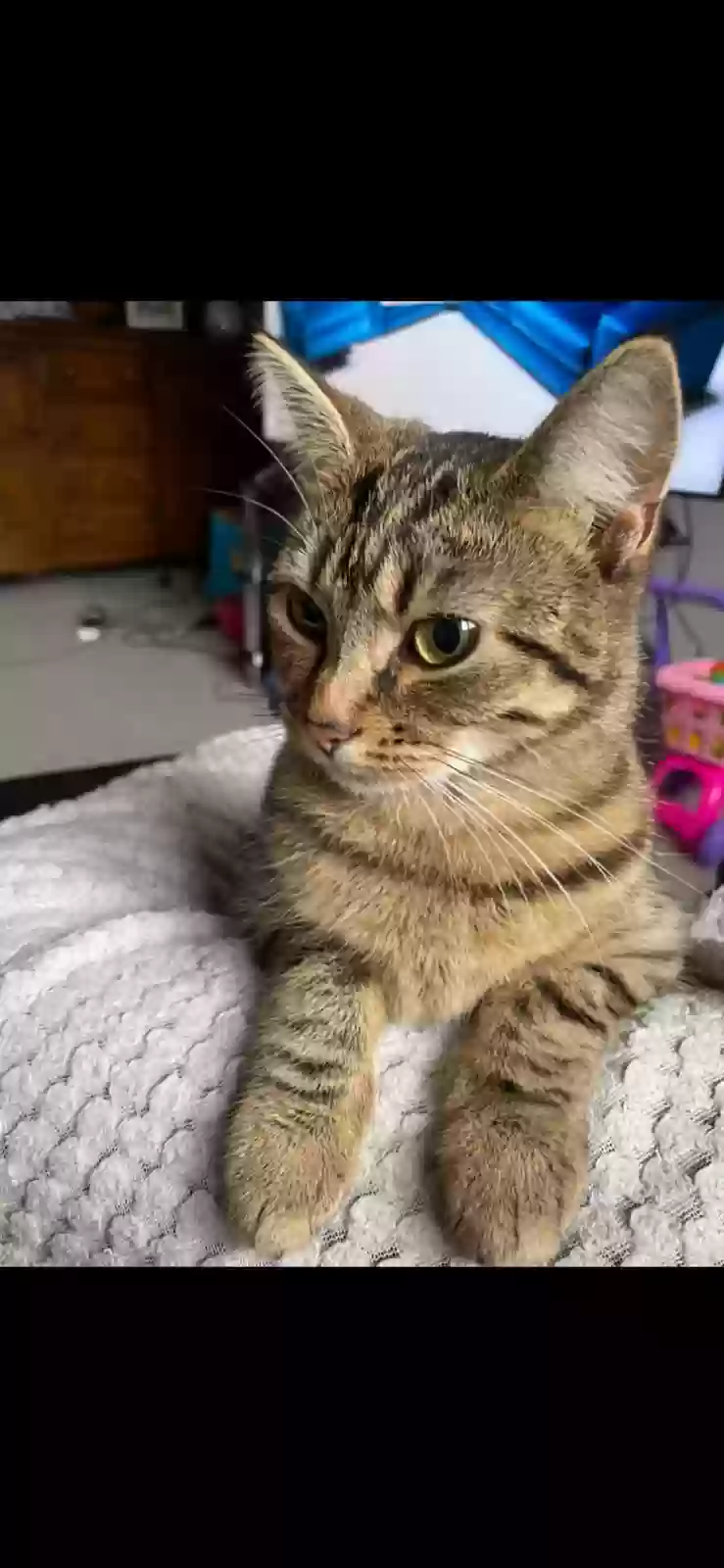 adoptable Cat in Preston,England named Mittens