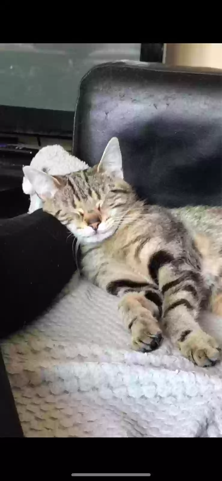 adoptable Cat in Preston,England named Luna