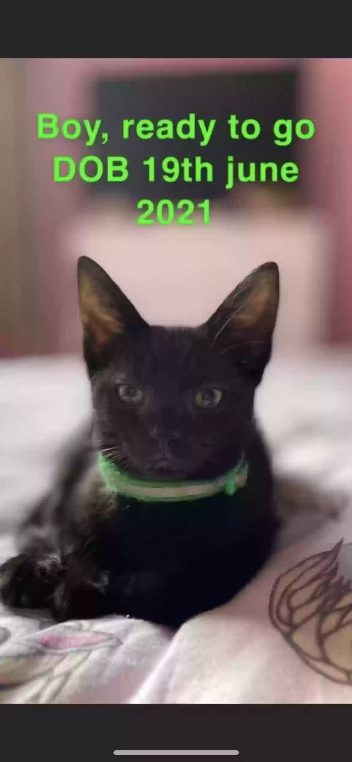 adoptable Cat in Preston,England named Green