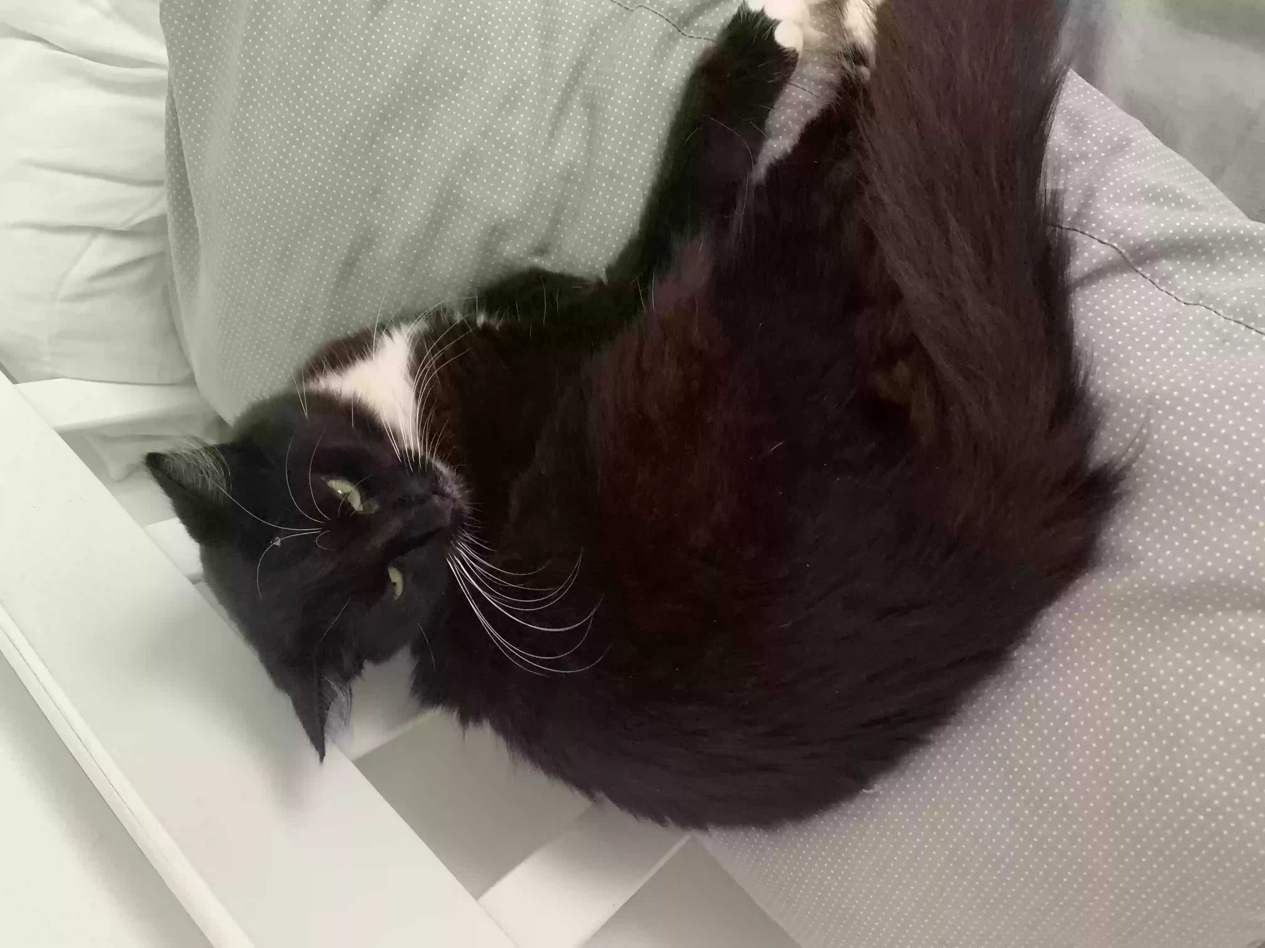 adoptable Cat in London,England named Sophie