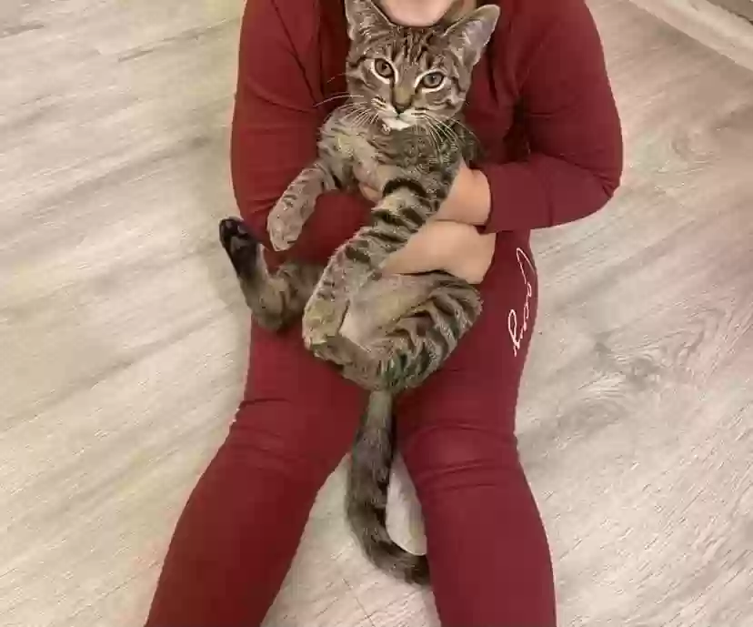 adoptable Cat in Canterbury,England named Simba