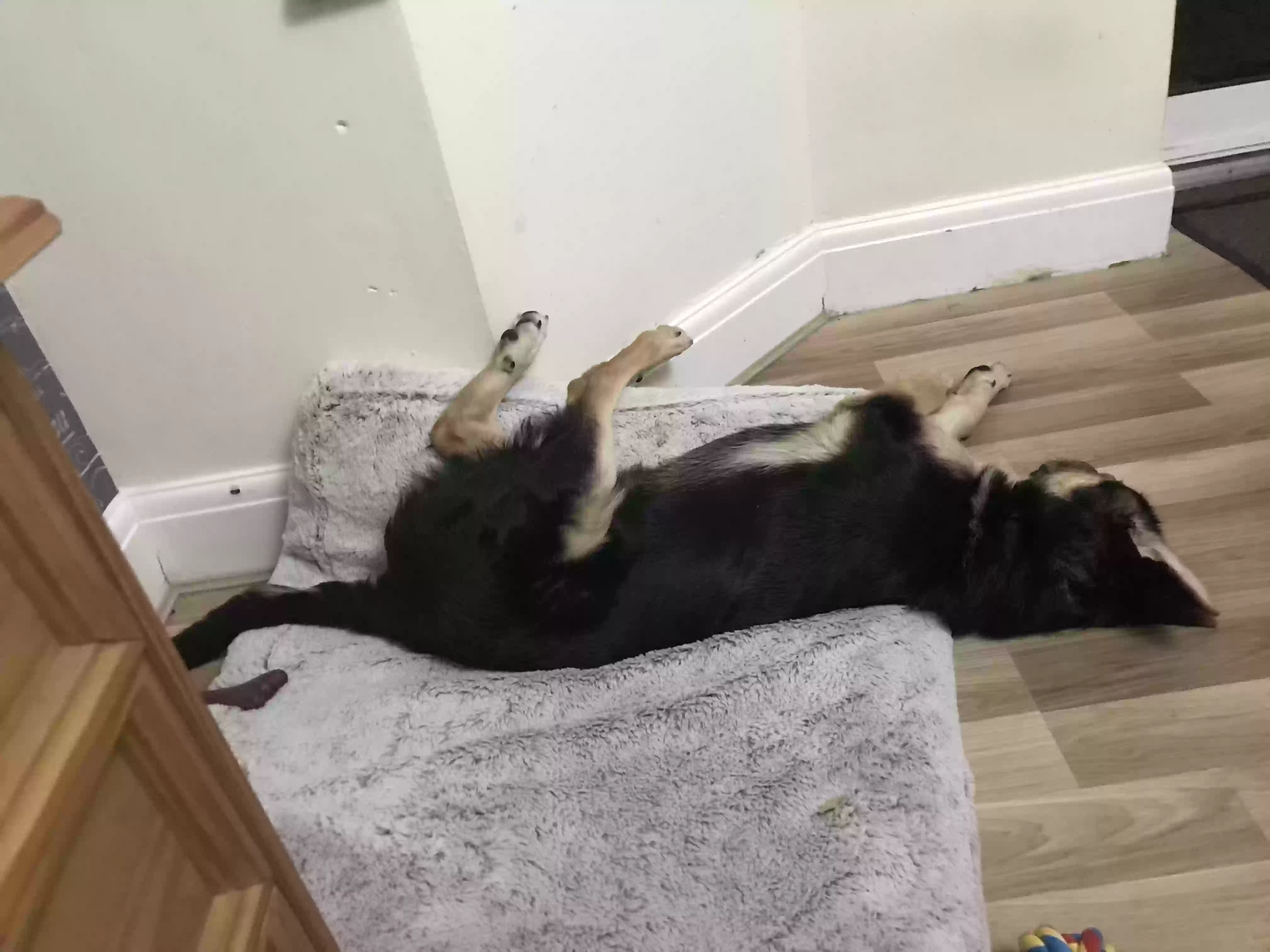 adoptable Dog in Southampton,England named Rocky