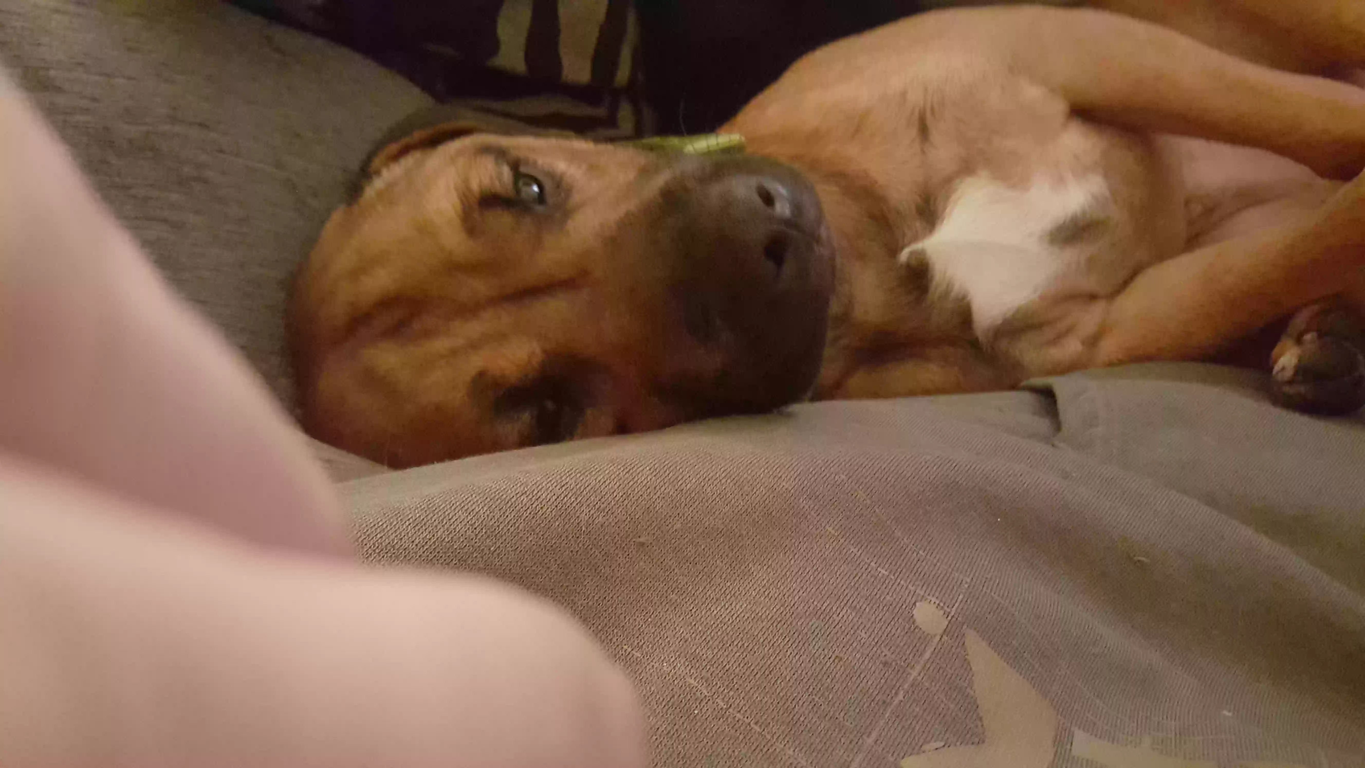 adoptable Dog in Sheffield,England named Yogi