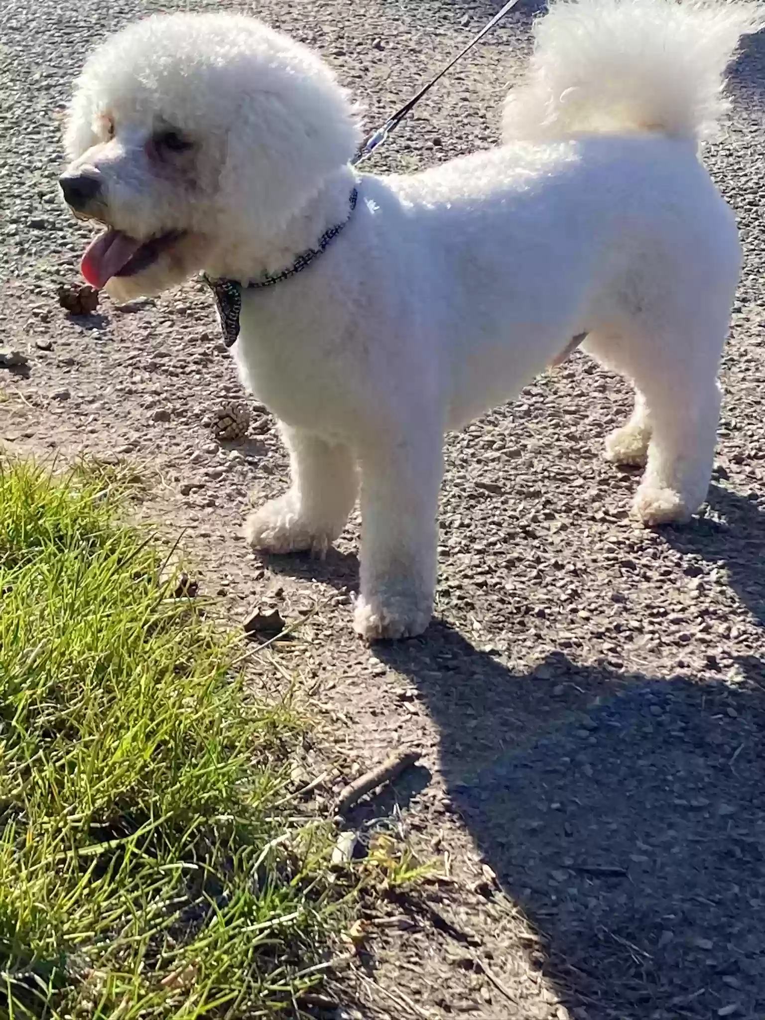 adoptable Dog in Durham,England named Harry
