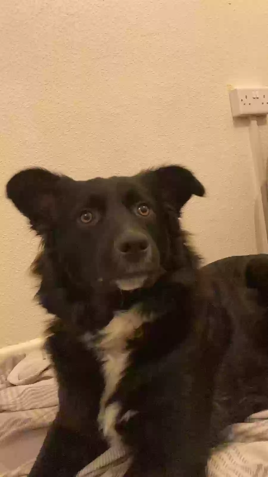 adoptable Dog in Chelmsford,England named Hope