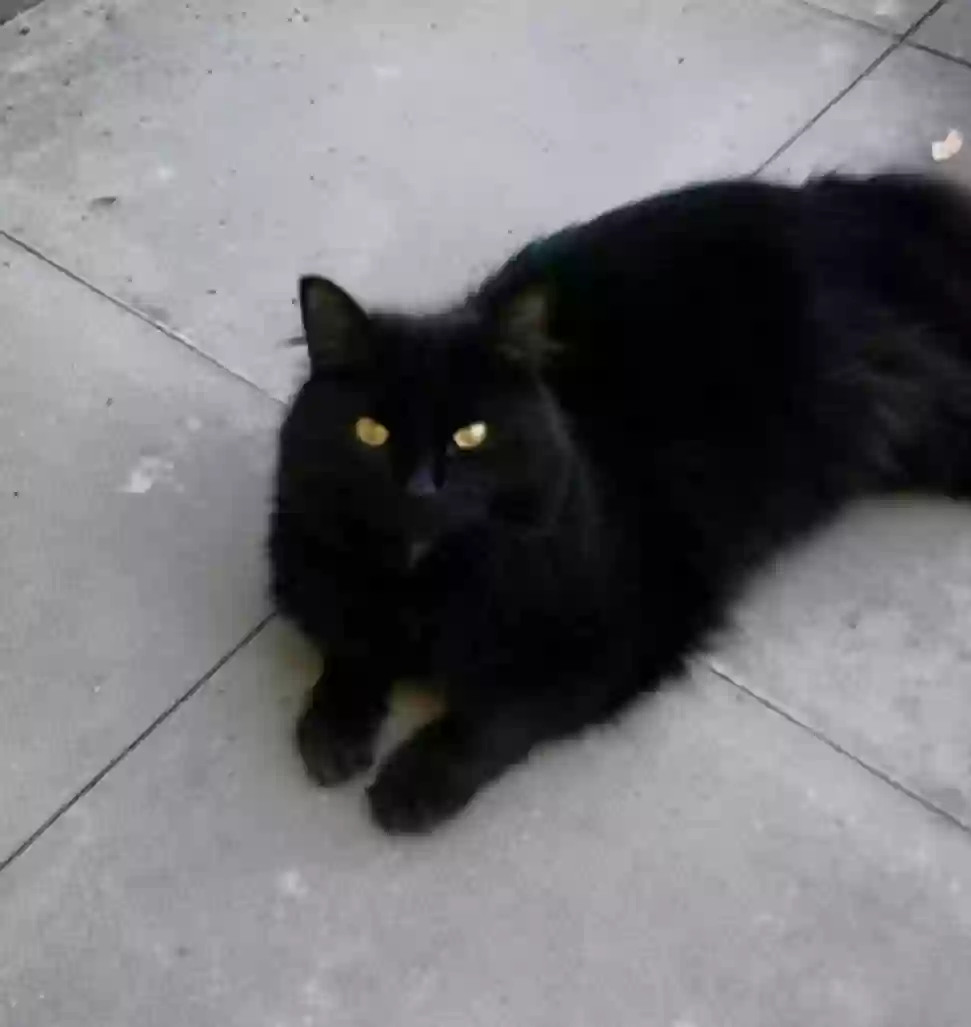 adoptable Cat in Edinburgh,Scotland named Mister
