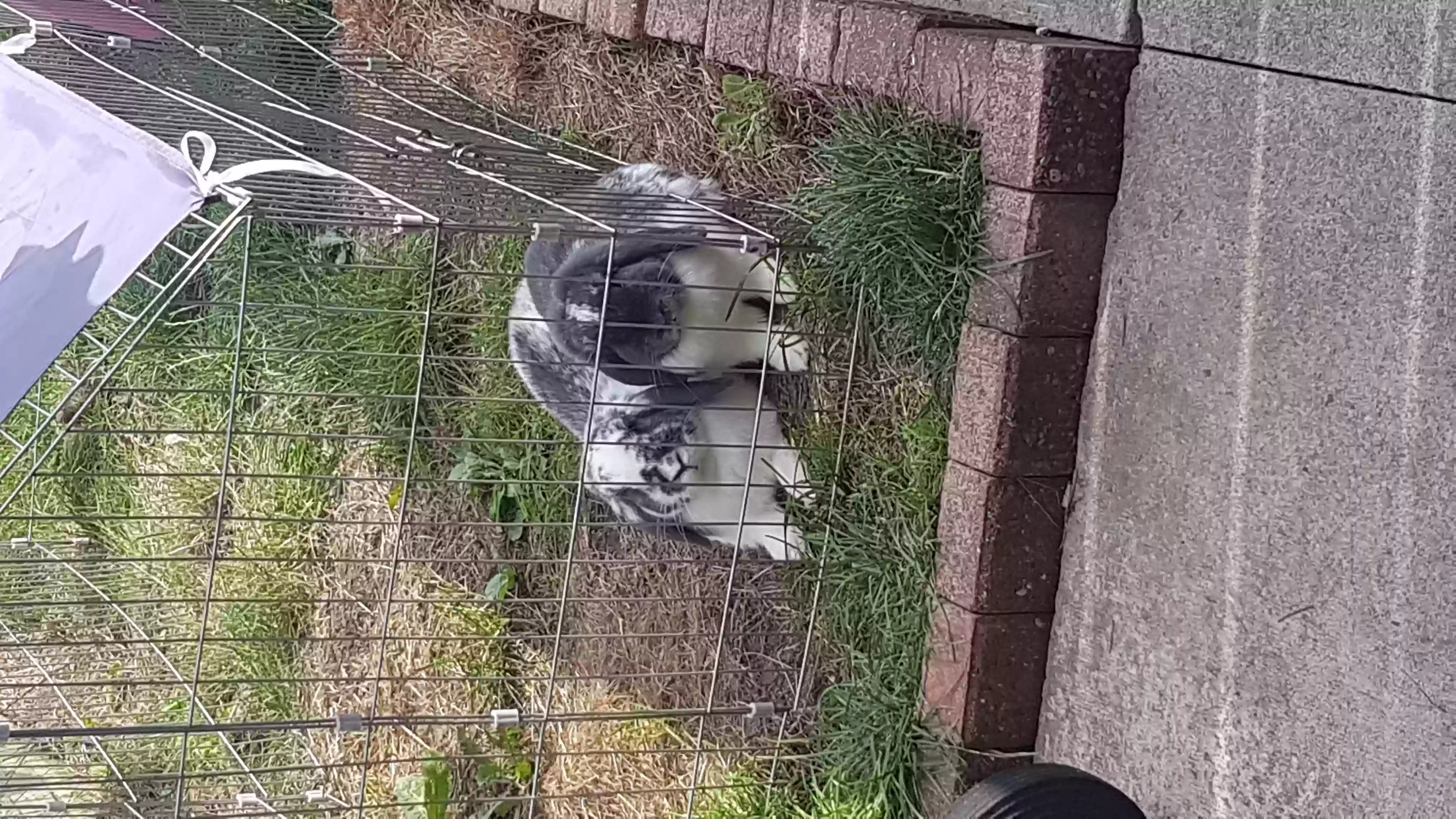adoptable in Sunderland,England named Missy and minnie