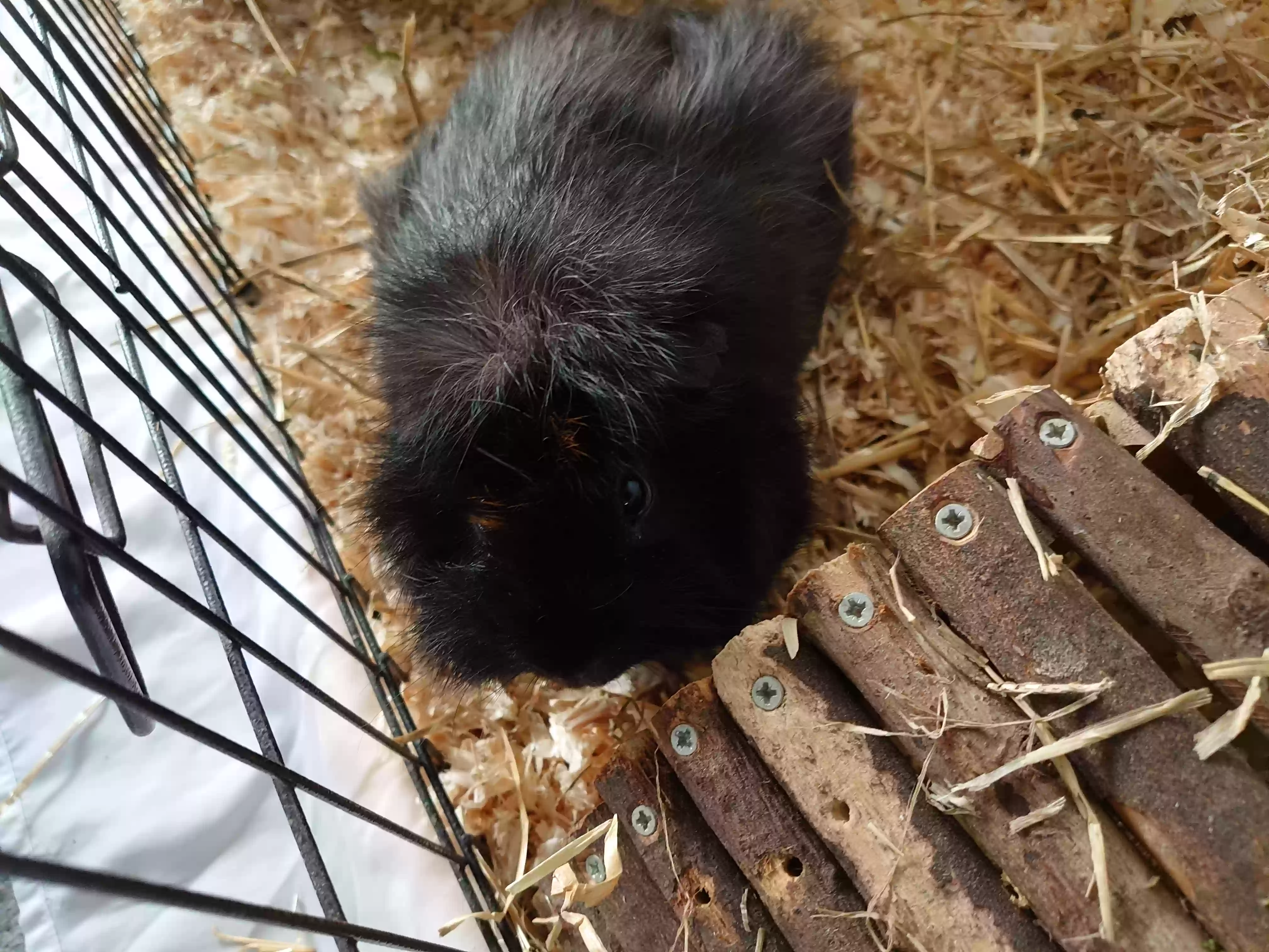 adoptable in Bangor,Wales named Ozzie
