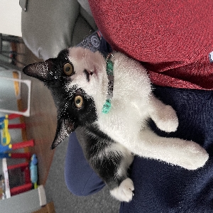 adoptable Cat in Glasgow, Scotland named Oreo