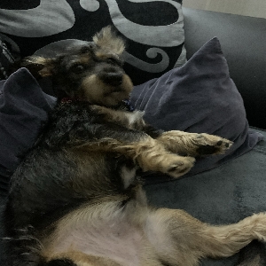 adoptable Dog in , Scotland named David