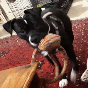 adoptable Dog in Newport, Wales named Missy
