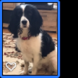 adoptable Dog in Chelmsford, England named Ruby