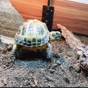 adoptable Reptile in Southampton, England named Rocky