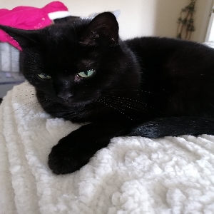 adoptable Cat in Durham, England named Prunes