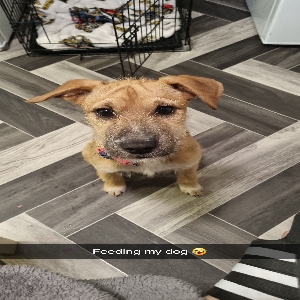 adoptable Dog in , Scotland named Raven