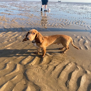 adoptable Dog in Preston, England named Bruno