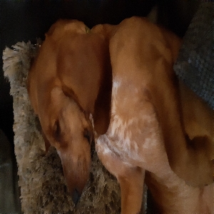 images/pets/original/1233_actual_three.webp