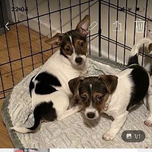 adoptable Dog in Lisburn, Northern Ireland named Winter and gem