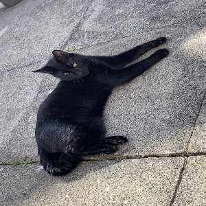 adoptable Cat in Glasgow, Scotland named Mikey