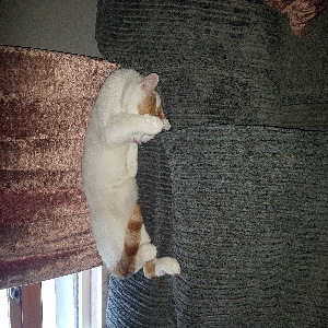 adoptable Cat in Glasgow, Scotland named Diego