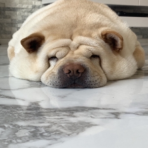 images/pets/original/1253_actual_two.webp